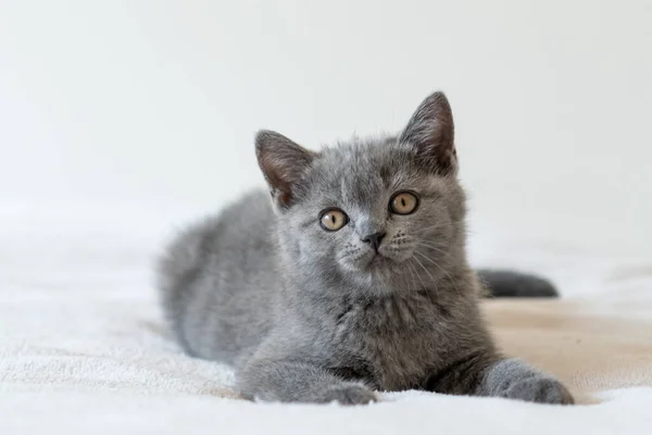 Retrato Lindo Azul Británico Pelo Corto Gatito Dos Meses Edad — Foto de Stock