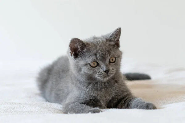 Porträtt Söt Blå Brittisk Kort Hår Kattunge Två Månader Gammal — Stockfoto