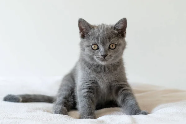 Retrato Lindo Azul Británico Pelo Corto Gatito Dos Meses Edad — Foto de Stock