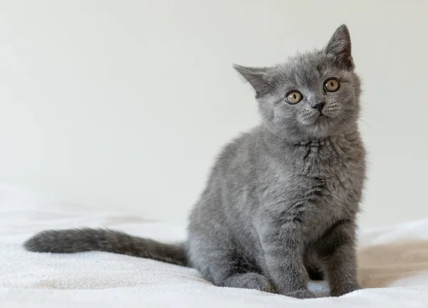 Retrato Lindo Azul Británico Pelo Corto Gatito Dos Meses Edad — Foto de Stock