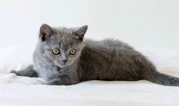 Retrato Lindo Azul Británico Pelo Corto Gatito Dos Meses Edad — Foto de Stock