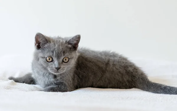 2ヶ月のかわいい青英国の短い髪の子猫の肖像画 選択的焦点 — ストック写真