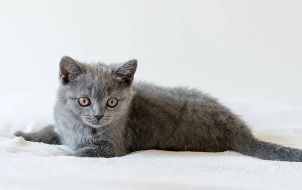 Portrait of cute blue british short hair kitten of two months old. Selective  focus.