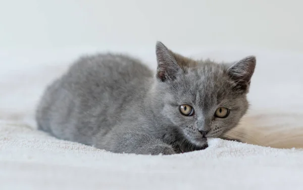 Porträtt Söt Blå Brittisk Kort Hår Kattunge Två Månader Gammal — Stockfoto