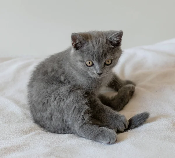 Retrato Lindo Azul Británico Pelo Corto Gatito Dos Meses Edad —  Fotos de Stock