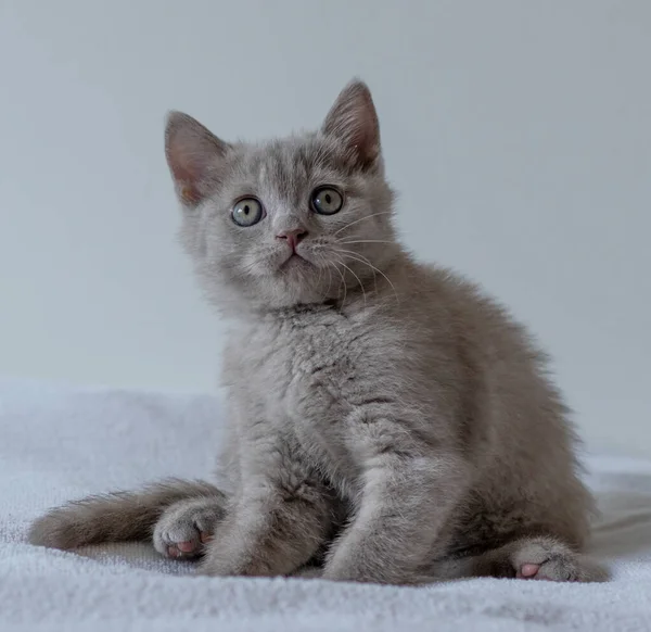 Portrait Mignon Chaton Britannique Cheveux Courts Lilas Deux Mois Concentration — Photo