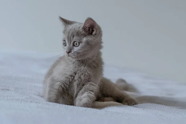 Retrato Lindo Lila Británico Pelo Corto Gatito Dos Meses Edad — Foto de Stock