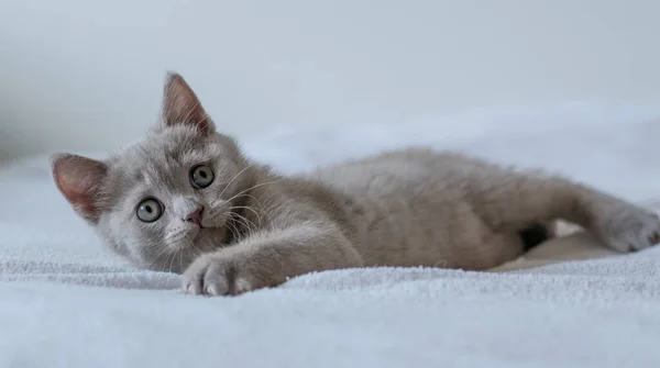 Retrato Lindo Lila Británico Pelo Corto Gatito Dos Meses Edad —  Fotos de Stock