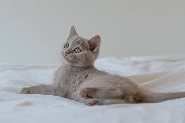 Retrato Lindo Lila Británico Pelo Corto Gatito Dos Meses Edad — Foto de Stock