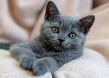 Şirin mavi İngiliz kısa saçlı kedi yavrusu portresi. Seçici odak.