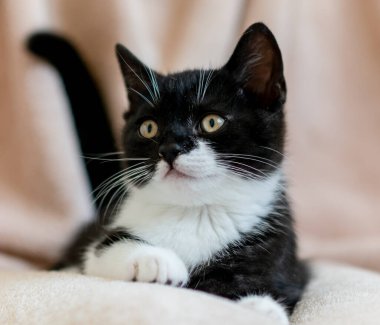 İki renkli İngiliz kısa bacaklı kedi yavrusu, şirin pençeler. Siyah beyaz kedi