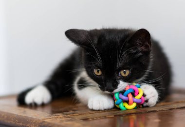 İki renkli İngiliz kısa bacaklı kedi yavrusu, şirin pençeler. Siyah beyaz kedi