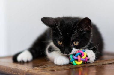 İki renkli İngiliz kısa bacaklı kedi yavrusu, şirin pençeler. Siyah beyaz kedi