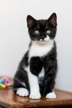 İki renkli İngiliz kısa bacaklı kedi yavrusu, şirin pençeler. Siyah beyaz kedi