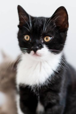 İki renkli İngiliz kısa bacaklı kedi yavrusu, şirin pençeler. Siyah beyaz kedi