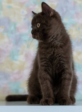 Şirin çikolatalı İngiliz kısa hava kedisi Seçici yumuşak odak