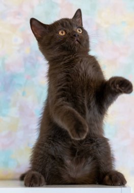 Şirin çikolatalı İngiliz kısa hava kedisi Seçici yumuşak odak