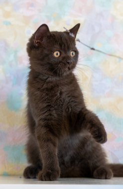 Şirin çikolatalı İngiliz kısa hava kedisi Seçici yumuşak odak