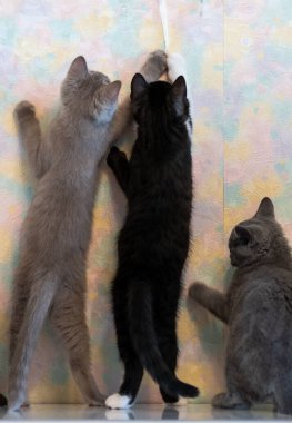 Şirin İngiliz kısa hava kedileri oynuyor. Seçici yumuşak odak