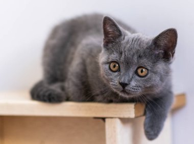 Şirin mavi İngiliz kısa saçlı kedi yavrusu portresi. Seçici odak.