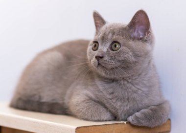 Şirin leylak rengi İngiliz kısa saçlı kedi yavrusunun mavi gözlü portresi. Seçici odak.