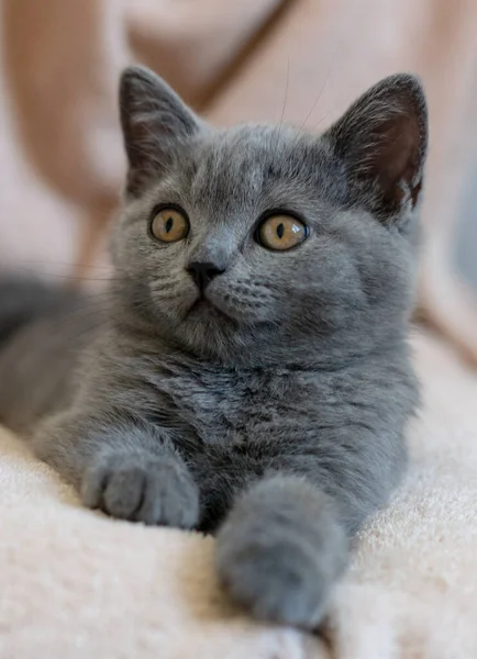 Retrato Gatito Pelo Corto Británico Azul Lindo Enfoque Selectivo — Foto de Stock