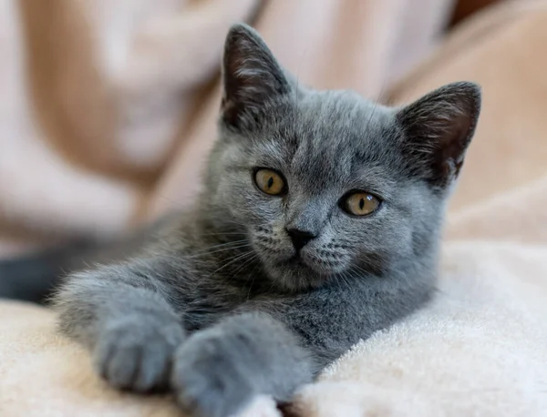Retrato Gatito Pelo Corto Británico Azul Lindo Enfoque Selectivo — Foto de Stock
