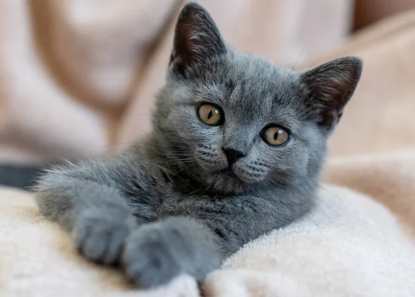 Şirin mavi İngiliz kısa saçlı kedi yavrusu portresi. Seçici odak.