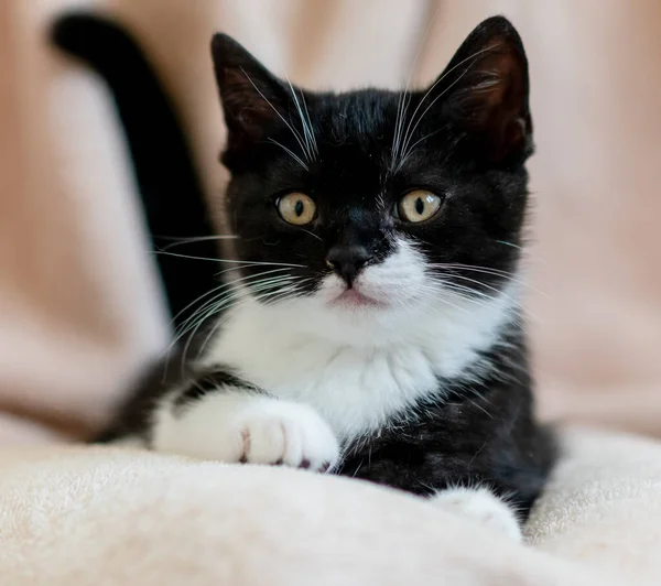 Bicolor Británico Taquigrafía Gatito Lindo Patas Gato Blanco Negro — Foto de Stock