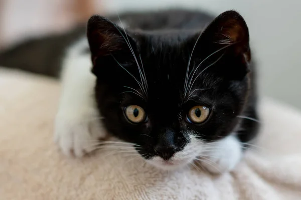 Bicolor Británico Taquigrafía Gatito Lindo Patas Gato Blanco Negro —  Fotos de Stock