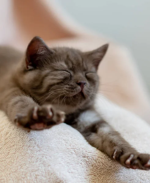 Cute Chocolate British Shorthair Kitten Selective Soft Focus — Stock Photo, Image