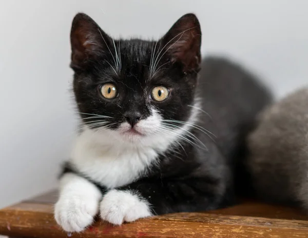 Bicolor Británico Taquigrafía Gatito Lindo Patas Gato Blanco Negro — Foto de Stock