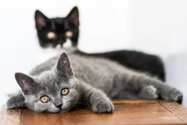 Şirin mavi İngiliz kısa saçlı kedi yavrusu portresi. Seçici odak.
