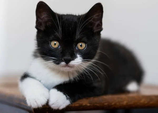 Kaksivärinen Brittiläinen Oikosulkukissanpentu Söpöt Tassut Mustavalkoinen Kissa — kuvapankkivalokuva