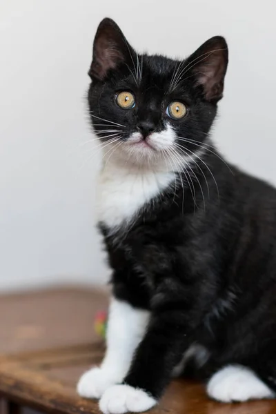 Bicolor British Shorthair Kitten Cute Paws Black White Cat — Stock Photo, Image