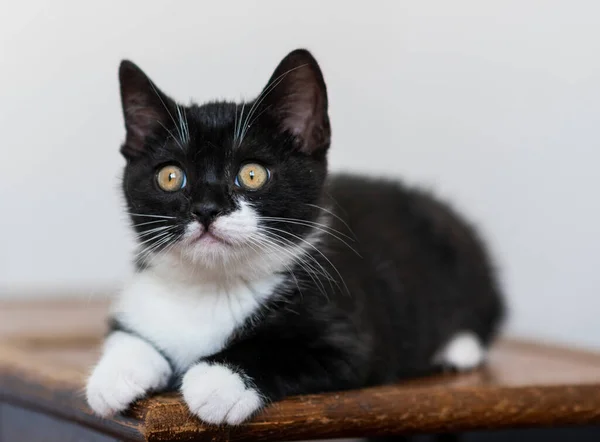 Двоколірне Короткохвосте Кошеня Милі Лапи Чорно Білий Кіт — стокове фото
