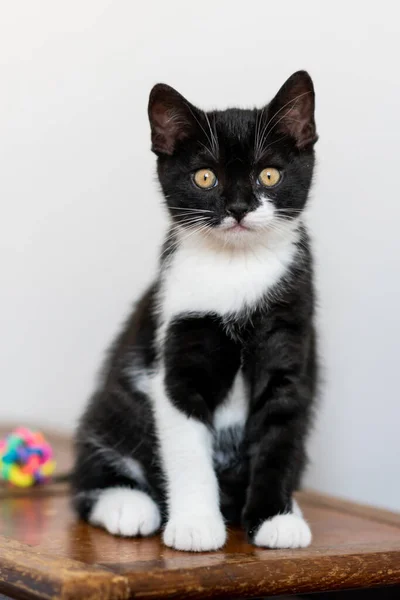 Bicolor Britânico Gatinho Shorthair Patas Bonitos Gato Preto Branco — Fotografia de Stock