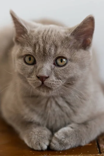 Retrato Bonito Lilás Britânico Gatinho Cabelo Curto Com Olhos Azuis — Fotografia de Stock