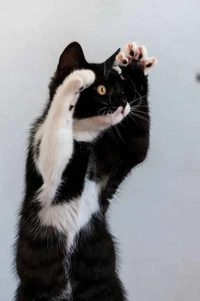 Bicolor Británico Taquigrafía Gatito Lindo Patas Gato Blanco Negro —  Fotos de Stock