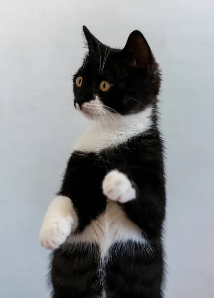 Bicolor Británico Taquigrafía Gatito Lindo Patas Gato Blanco Negro —  Fotos de Stock