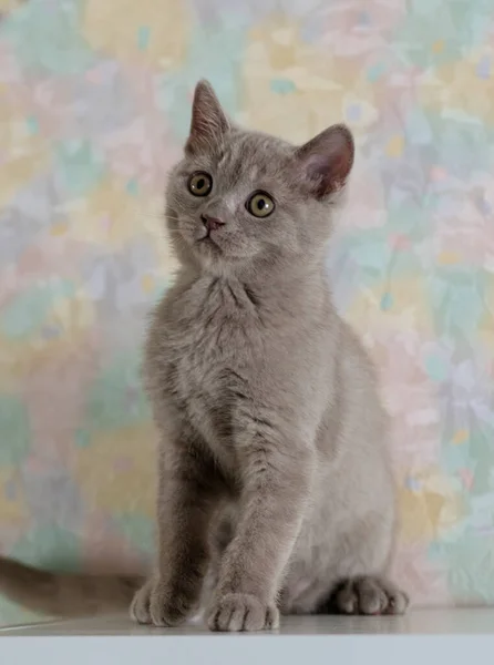 青い目のかわいいライラック英国の短い髪の子猫の肖像画 選択的焦点 — ストック写真