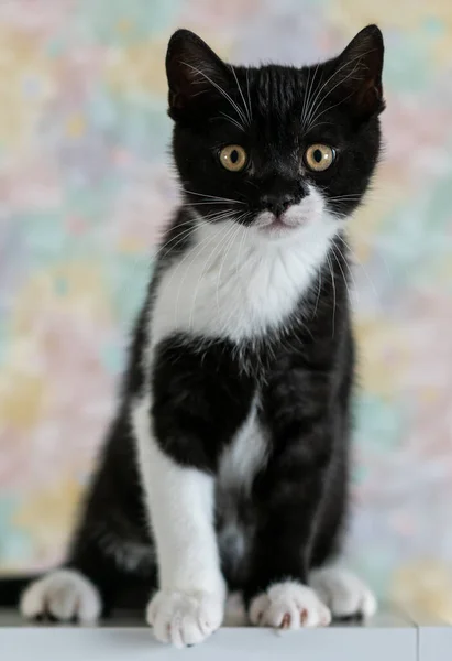 Bicolor Británico Taquigrafía Gatito Lindo Patas Gato Blanco Negro — Foto de Stock