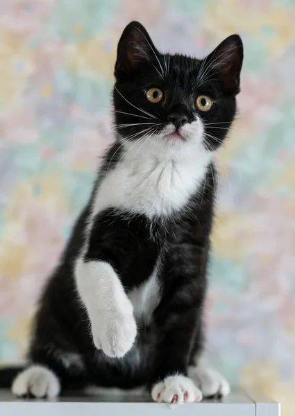 イギリスのショートヘアの子猫 かわいいパウ 黒と白の猫 — ストック写真