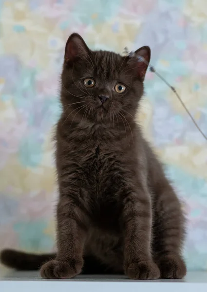 かわいいチョコレート英国の短髪子猫選択的なソフトフォーカス — ストック写真