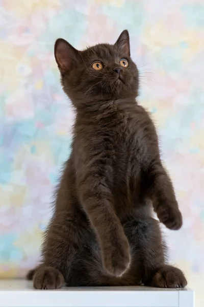 Bonito Chocolate Britânico Shorthair Gatinho Foco Suave Seletivo — Fotografia de Stock