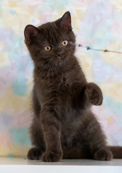 Bonito Chocolate Britânico Shorthair Gatinho Foco Suave Seletivo — Fotografia de Stock