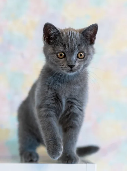 かわいい青英国の短い髪の子猫の肖像画 選択的焦点 — ストック写真
