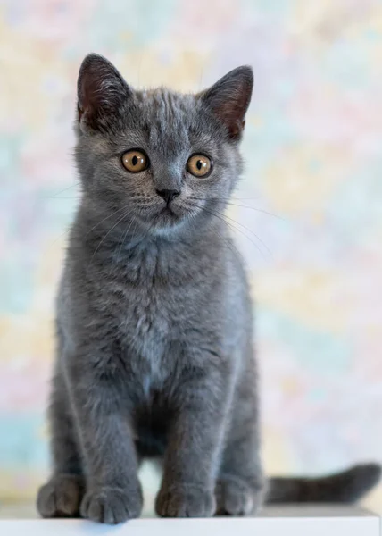 Portrait of cute blue british short hair kitten. Selective  focus.