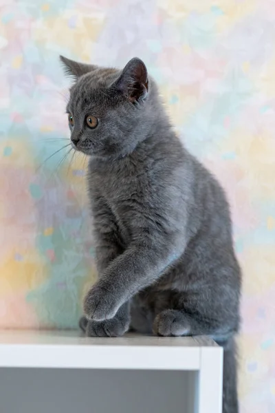 Portrait of cute blue british short hair kitten. Selective  focus.