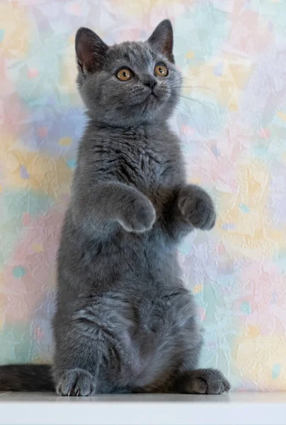 Portrait Cute Blue British Short Hair Kitten Selective Focus — Stock Photo, Image